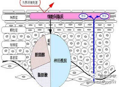 人体皮肤角质层到底隐藏着什么惊人的秘密