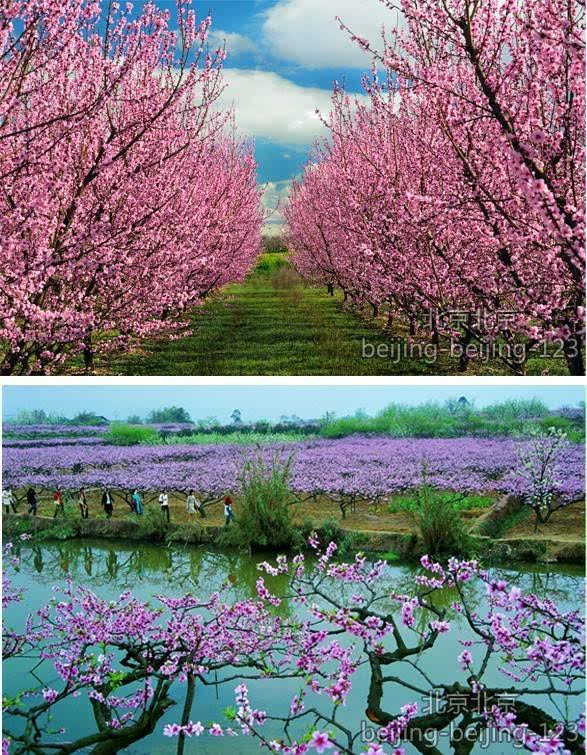 平谷小金山 前北宫村观赏区桃花 "桃花坞里,下桃花仙."