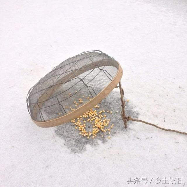 曾经雪地里捉麻雀,您还记得吗?