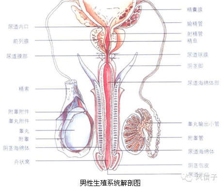 工欲善其事,必先利其器,造人也是一样哒,先要