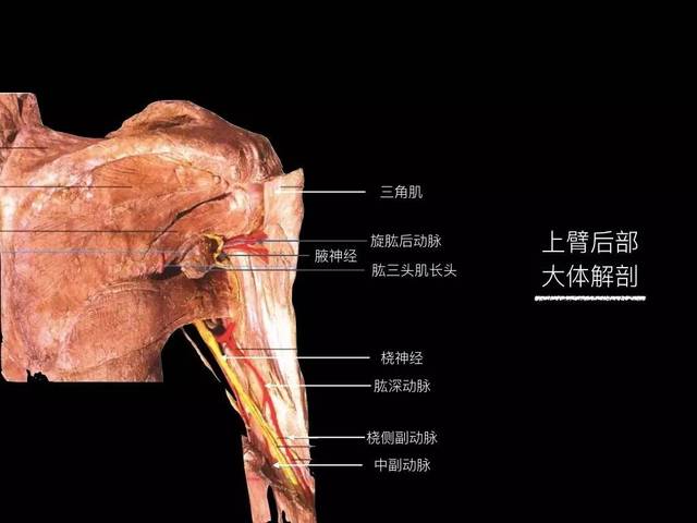 骨哥阅片课堂:10分钟认识上臂高清解剖