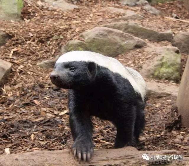 地球上最无所畏惧的动物! honey badger蜜獾|小地球野生情怀百科系列