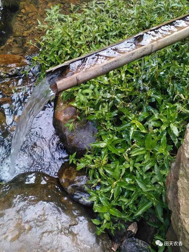 科普时间:山泉水是指山上泉眼产生的天然水,饮用水中的极品.