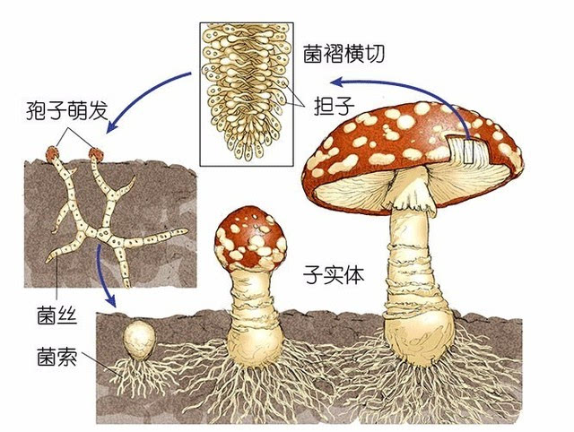 比如双孢蘑菇,人工种植需要用粪肥,稻草,豆饼等作为培养基,给它的菌丝