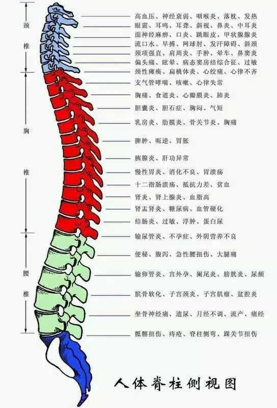 【医学·健康】中医基础—详细讲解脊椎错位高清大图