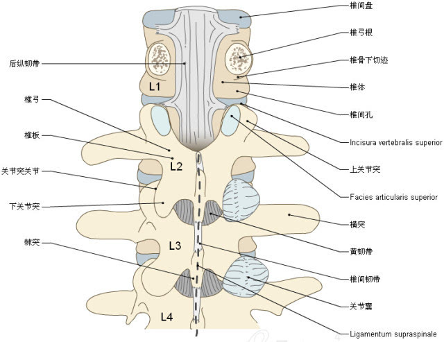 收藏丨脊椎与背部3d解剖图解
