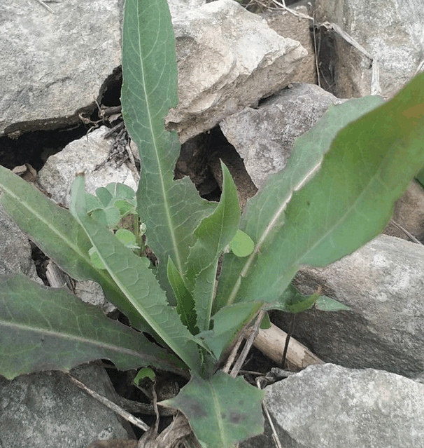 在自家的山地里锄草看到了一种野菜.我们当地叫它野苦麻菜.