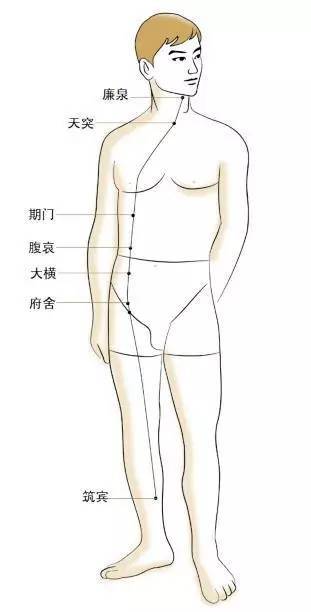 阴维脉 循行:①起于小腹内侧. ②沿大腿内侧上行到腹部.
