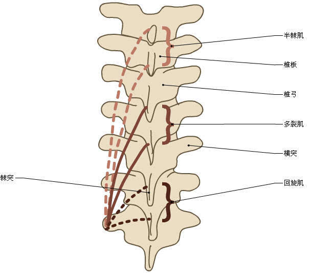 收藏丨脊椎与背部3d解剖图解
