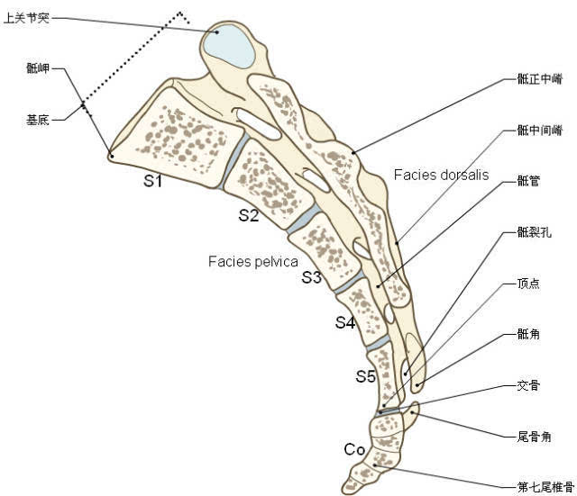 超实用的脊椎与背部3d解剖图解