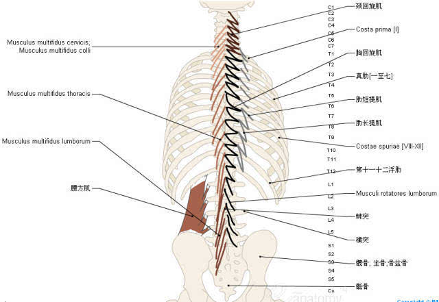 超实用的脊椎与背部3d解剖图解