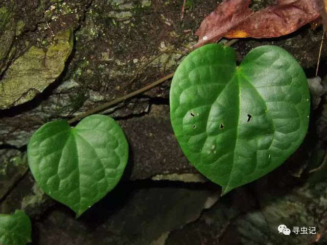 3月3日,世界野生动植物日,一起到梵净山来一次博物旅行吧