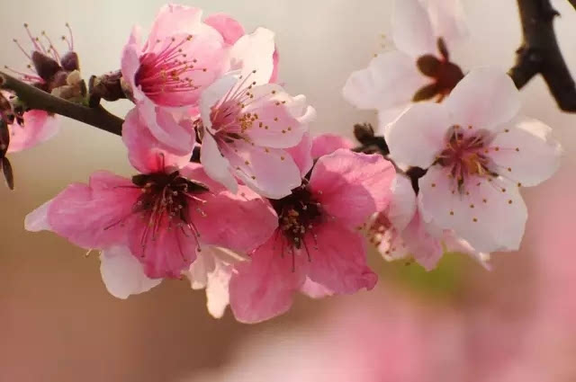 最佳花期:三月中旬至4月中旬  地址:西藏自治区林芝嘎啦桃花村  简介