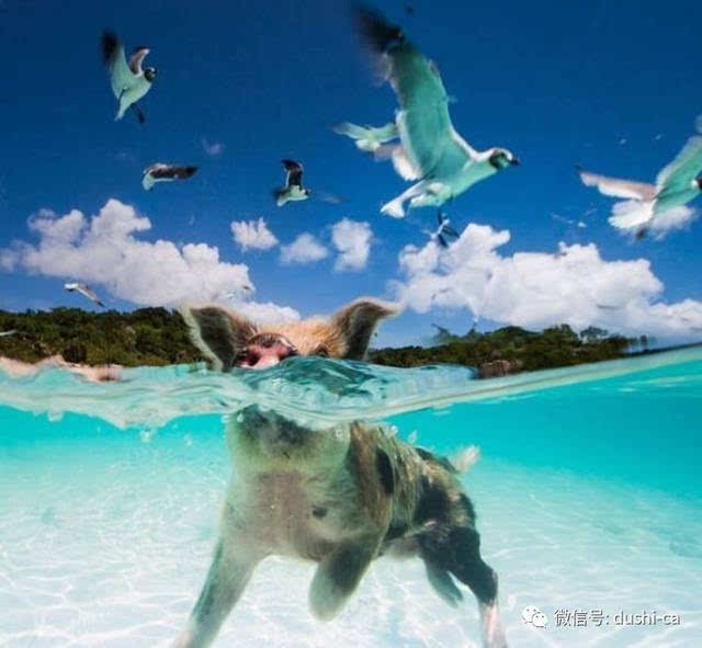 有那么一群传说中世界上最幸福的猪 每天面朝大海嘴巴张开生活无忧无