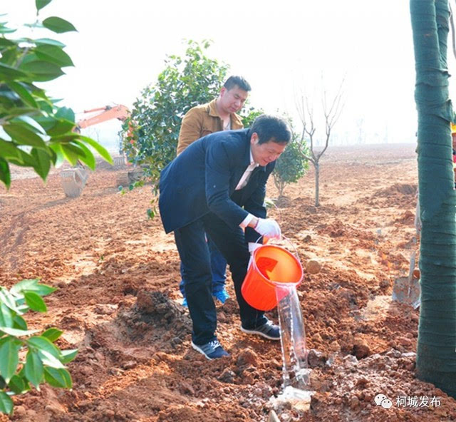 区四套班子领导带头种树,花木线将成"榉树大道"!