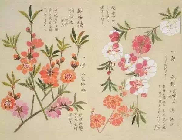 花朝节:诗中吹不尽,二十四番花信风