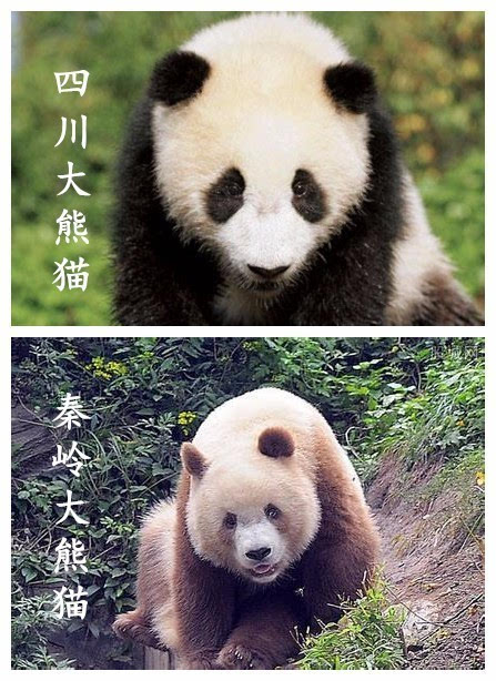 大熊猫一步一步演化,生存的空间也扩大到了四川,秦岭,甘肃等地的原始