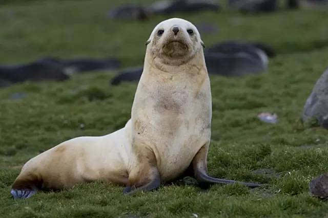 南极毛皮海狮 antarctic fur seal