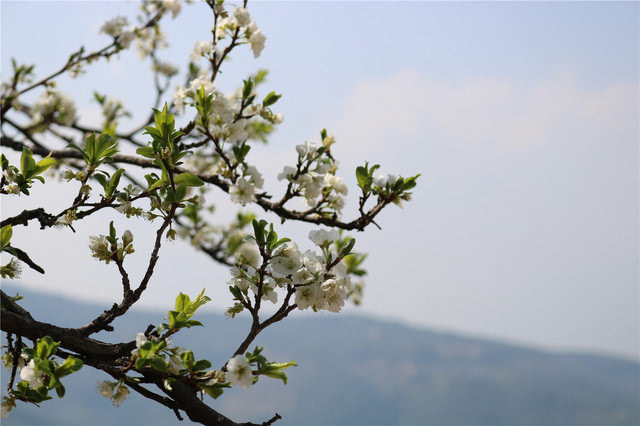 野梨花,本地也叫唐梨花.