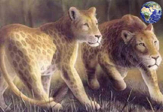 远古时期中国也有狮子,跟剑齿虎争霸比东北虎更大