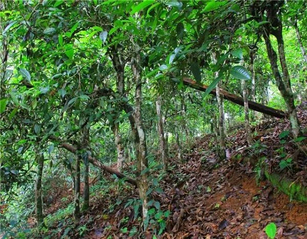 地理位置:位于西双版纳州勐海县布朗族乡东南部,靠近中缅边境,东与