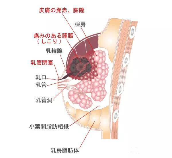 堵奶涨奶备受煎熬?这个催乳按摩法比吸奶器还有用