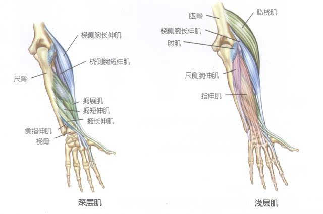 具体地,反向杠铃弯举主要训练伸腕肌群,包括桡侧腕长伸肌,桡侧腕短