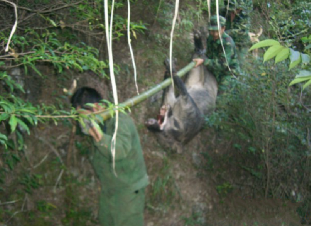 农村山上捉得野猪归,一猪四人抬,累得不轻