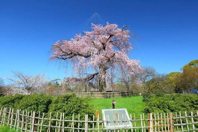 十里樱花,最美京都