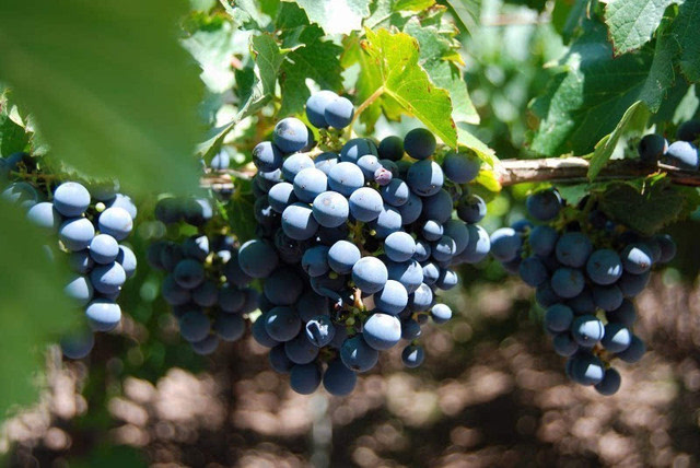 6. 马尔贝克(malbec)