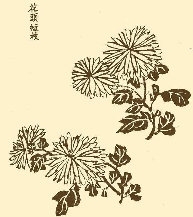 国画教程:菊花的基本绘画技法