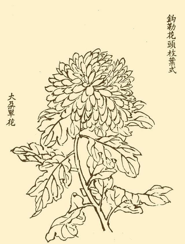 国画教程:菊花的基本绘画技法