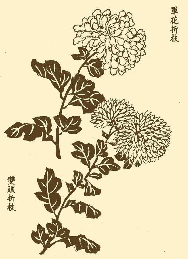 菊花单花折枝画法