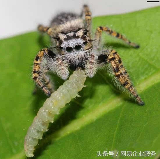 统计称蜘蛛每年吃掉8.8亿吨昆虫 吃肉量超过人类