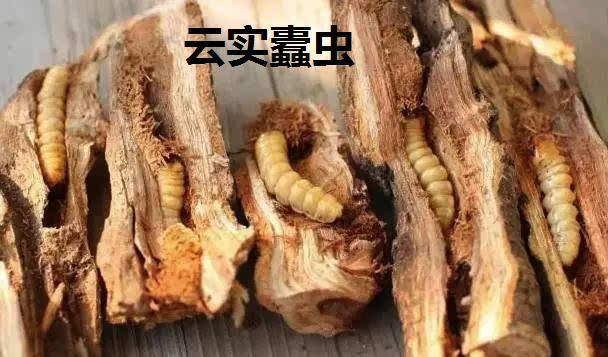 湘西苗医情缘之树名不见经传,此树生虫咋这么值钱