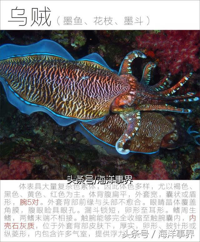 乌贼证件 乌贼特征:十只脚,扁平身体,有两侧肉鳍,有石灰质内壳(海螵蛸
