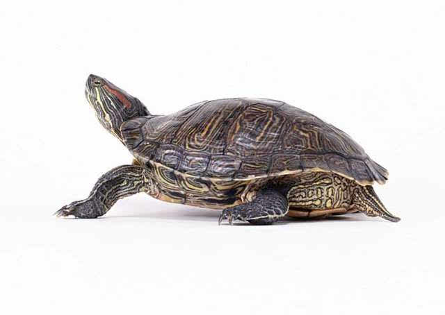 乌龟是长寿的动物,在住宅中如果养龟象征着长命百岁,寓意吉祥.