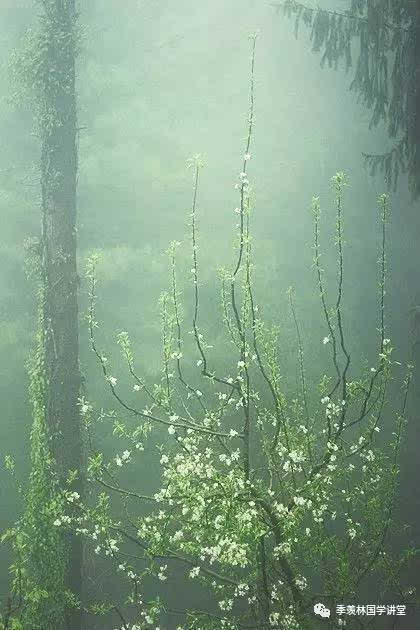 聆听季羡林 听雨(配朗读)