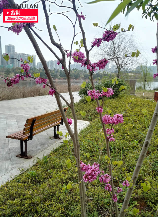 湖南人,别墅庭院绿化开花的树有这些