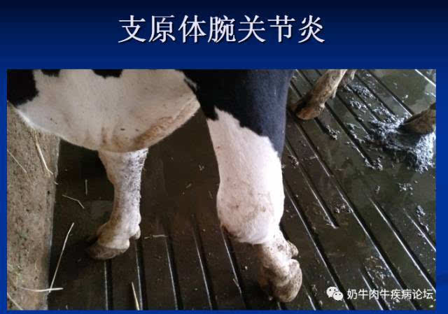 引起犊牛传染性关节炎的病原菌常存在于未消毒的初乳中或巴氏消毒不