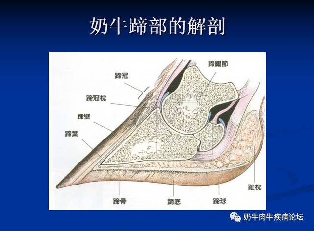 【专家专题】王春璈教授 奶牛几种常见肢蹄病的诊断及防控要点>