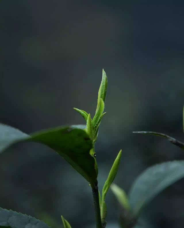 素问雅安黄茶|醉美茶芽:老川茶(窝子茶)