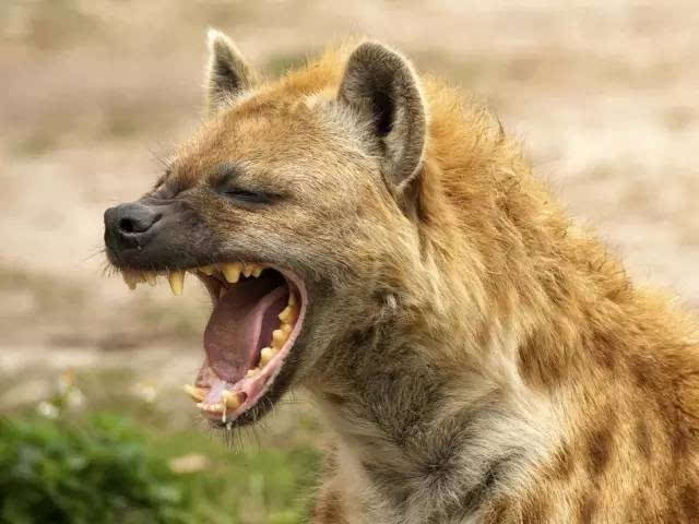 斑鬣狗主要分布于非洲撒哈拉沙漠以南的广大地区,生活在热带,亚热带