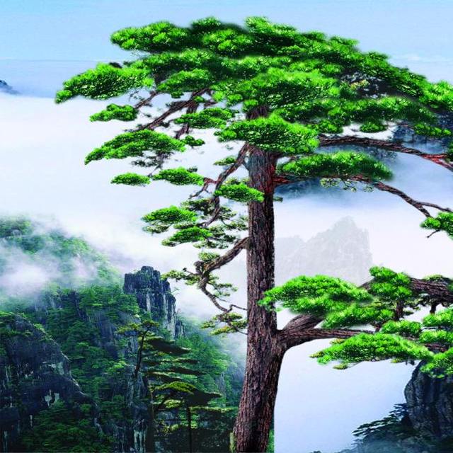 松:百木之长,寿比南山不老松,松是吉祥之树种.
