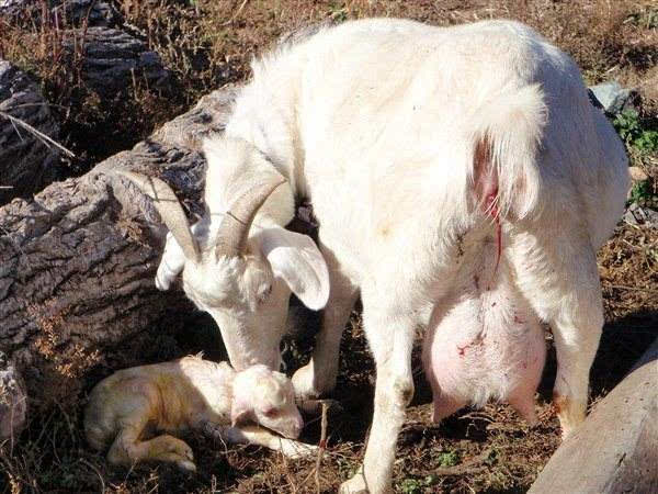 母羊助产的三大方法!