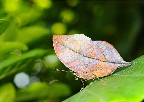 枯叶蝶(dead leaf butterfly)