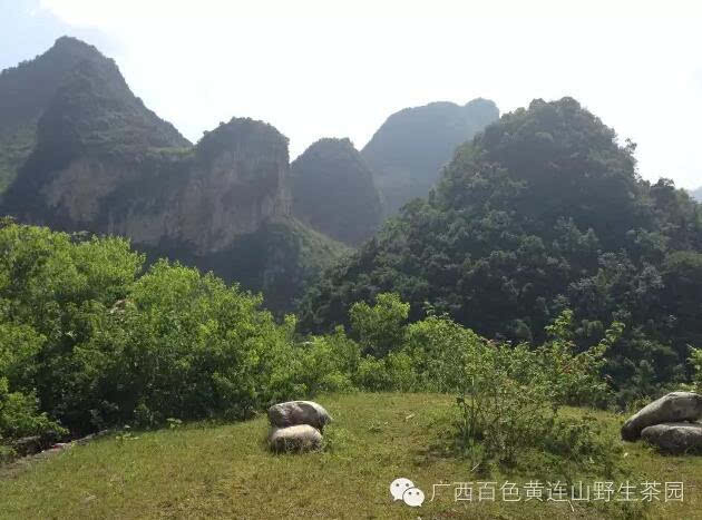 广西黄连山野生古茶树探秘之旅