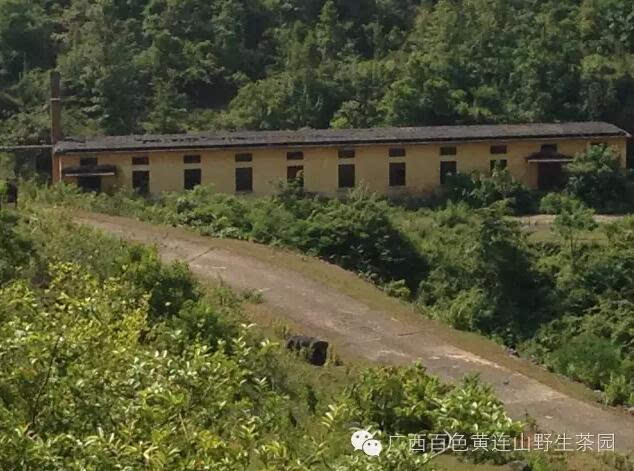 广西黄连山野生古茶树探秘之旅