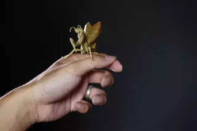 一只"螳螂"卖出21万,桂林这个90后小伙折纸惊艳世界!