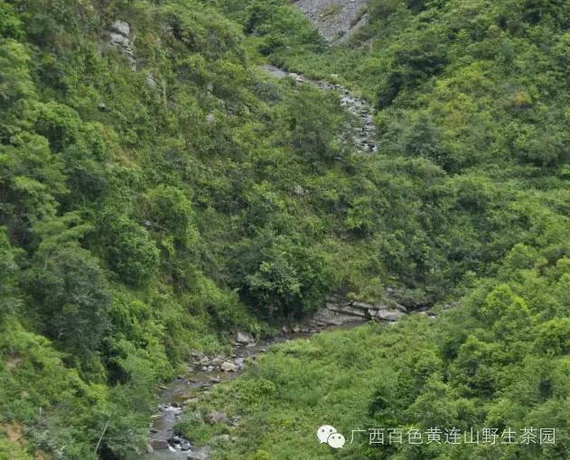 广西黄连山野生古茶树探秘之旅